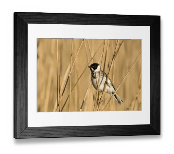 Framed Print : Reed Bunting Emberiza schoeniclus male Norfolk April Framed Print : Reed Bunting Emberiza schoeniclus male Norfolk April