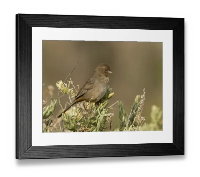 Framed Print : California Towhee Pipilo crissalis Bolsa Chica California USA Framed Print : California Towhee Pipilo crissalis Bolsa Chica California USA