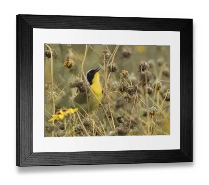 Framed Print : Common Yellowthroat Geothlypis trichas in song Bolsa Chica California April