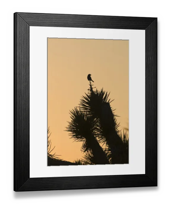 Framed Print : Loggerhead Shrike Lanius ludovicianus Joshua Tree California April Framed Print : Loggerhead Shrike Lanius ludovicianus Joshua Tree California April
