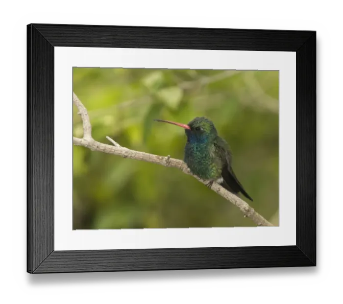 Framed Print : Broad-billed Hummingbird Cyanthus latirostris California USA Framed Print : Broad-billed Hummingbird Cyanthus latirostris California USA