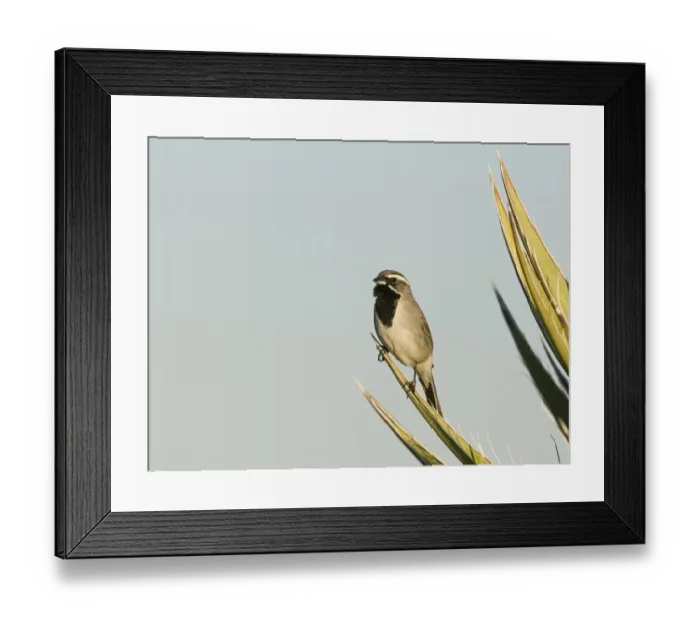 Framed Print : Black-throated Sparrow Amphispiza bilineata male Joshua Tree California April Framed Print : Black-throated Sparrow Amphispiza bilineata male Joshua Tree California April
