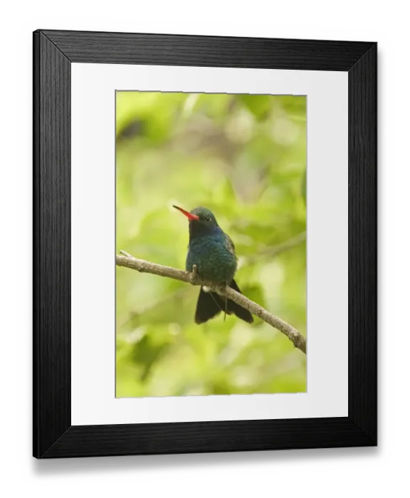 Framed Print : Broad-billed Hummingbird Cyanthus latirostris California USA Framed Print : Broad-billed Hummingbird Cyanthus latirostris California USA