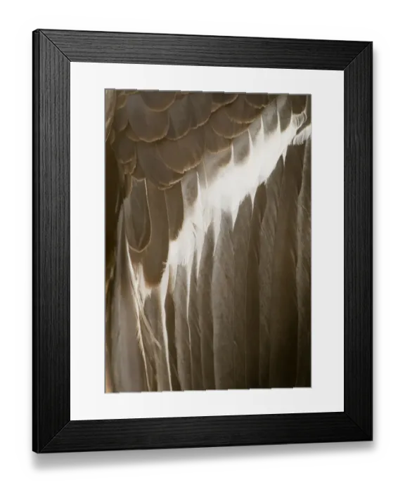 Framed Print : California Condor Gymnogyps californianus (wild) Arizona Framed Print : California Condor Gymnogyps californianus (wild) Arizona