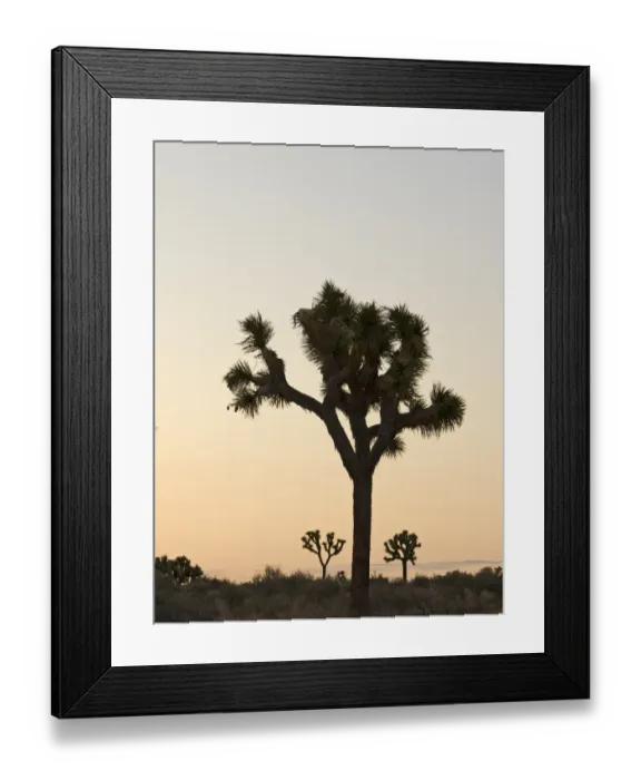 Framed Print : Joshua Trees Yucca brevifolia Joshua Tree National Park California USA April Framed Print : Joshua Trees Yucca brevifolia Joshua Tree National Park California USA April