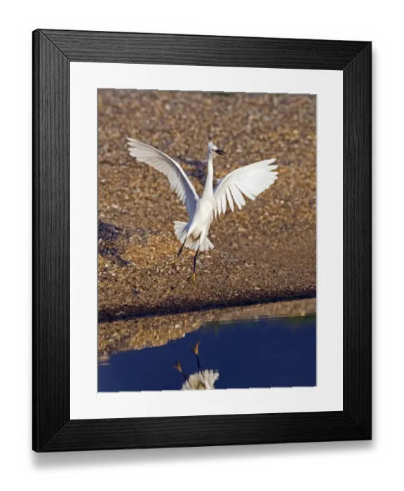 Framed Print : Little Egret Egretta garzetta Cley Norfolk May Framed Print : Little Egret Egretta garzetta Cley Norfolk May