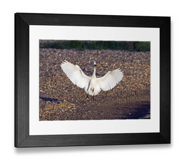 Framed Print : Little Egret Egretta garzetta Cley Norfolk May Framed Print : Little Egret Egretta garzetta Cley Norfolk May