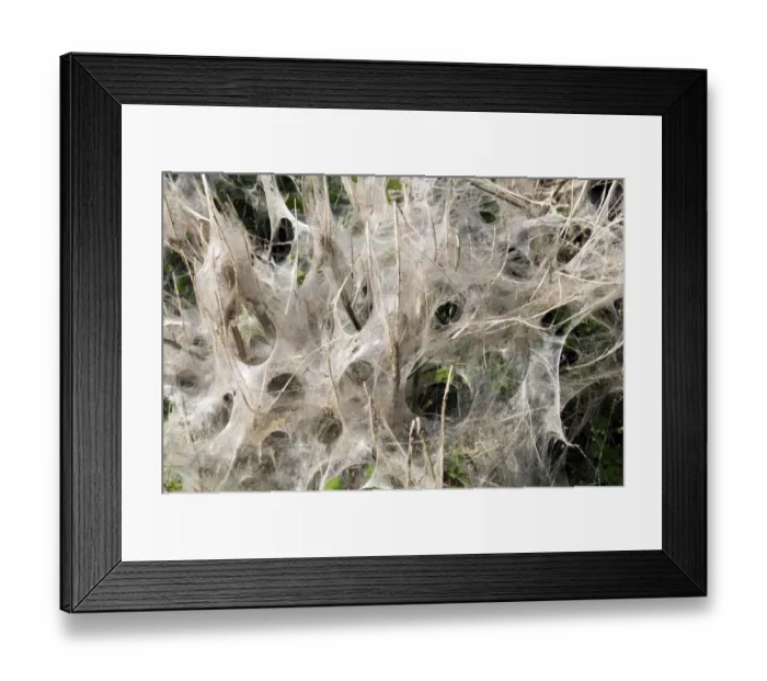 Framed Print : Communal larvae webs of White Ermine Moth Spilosoma lubricipeda on bushes in housing