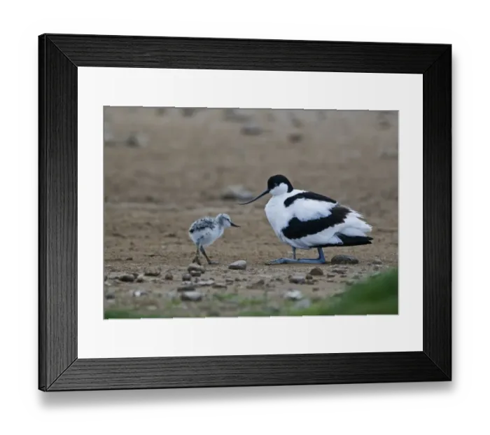 Framed Print : Avocet Recurvirostra avosetta brooding chick with another joining North Norfolk May Framed Print : Avocet Recurvirostra avosetta brooding chick with another joining North Norfolk May