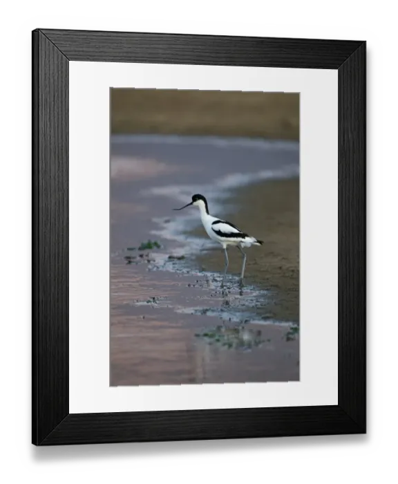 Framed Print : Avocet Recurvirostra avosetta North Norfolk May Framed Print : Avocet Recurvirostra avosetta North Norfolk May