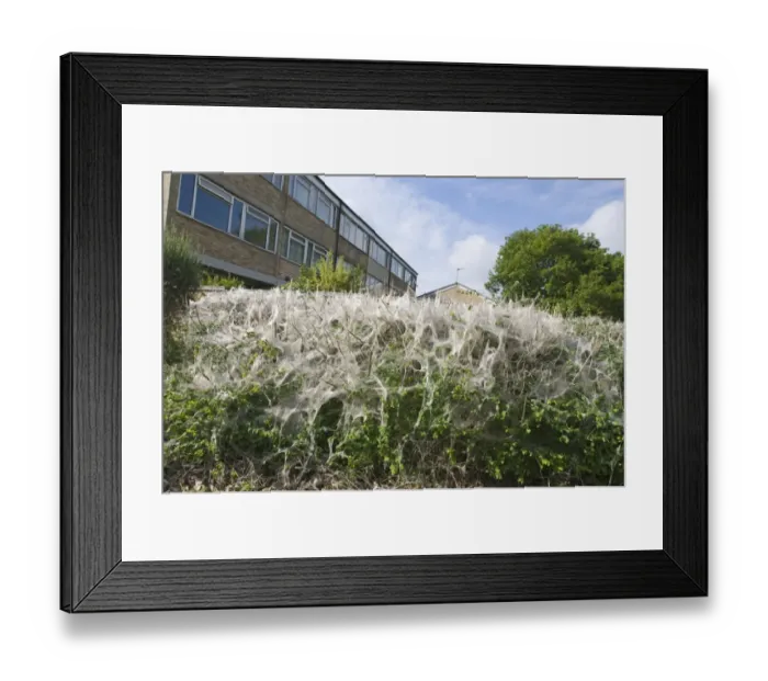 Framed Print : Communal larvae webs of White Ermine Moth Spilosoma lubricipeda on bushes in housing Framed Print : Communal larvae webs of White Ermine Moth Spilosoma lubricipeda on bushes in housing