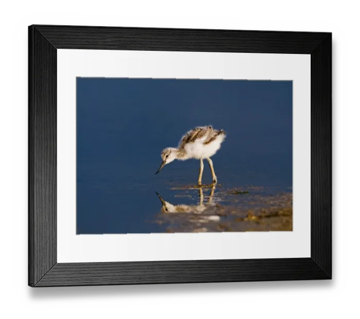 Framed Print : Avocet Recurvirostra avosetta chick Norfolk May Framed Print : Avocet Recurvirostra avosetta chick Norfolk May