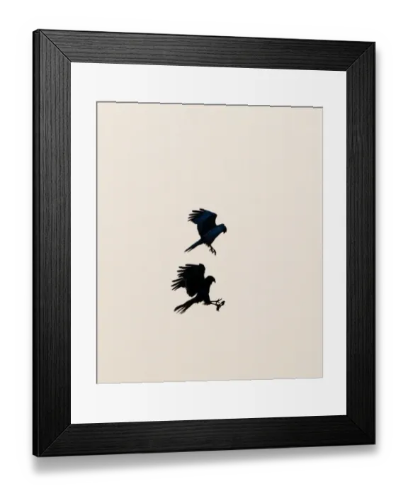 Framed Print : Marsh Harrier Circus cyaneus conducting food pass Cley Norfolk April Framed Print : Marsh Harrier Circus cyaneus conducting food pass Cley Norfolk April