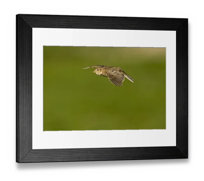 Framed Print : Skylark Alauda arvensis in song flight Kelling Norfolk April Framed Print : Skylark Alauda arvensis in song flight Kelling Norfolk April
