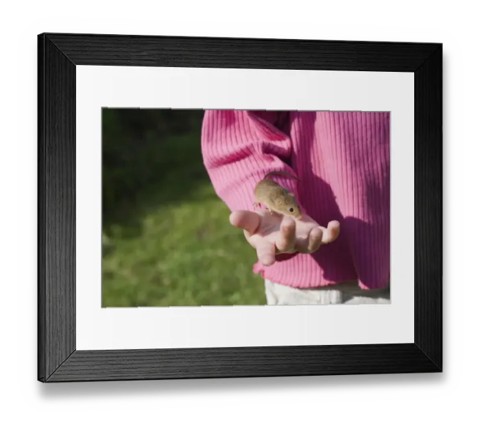 Framed Print : Young girl holding a Harvest Mouse Norfolk UK spring Framed Print : Young girl holding a Harvest Mouse Norfolk UK spring