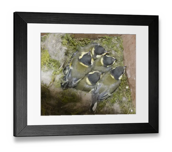 Framed Print : Great Tit Parus major brood close to fledging in nest box Norfolk June Framed Print : Great Tit Parus major brood close to fledging in nest box Norfolk June