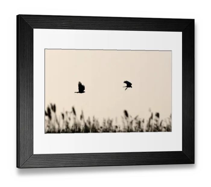 Framed Print : Marsh Harrier Circus cyaneus about to food pass Cley Norfolk April Framed Print : Marsh Harrier Circus cyaneus about to food pass Cley Norfolk April