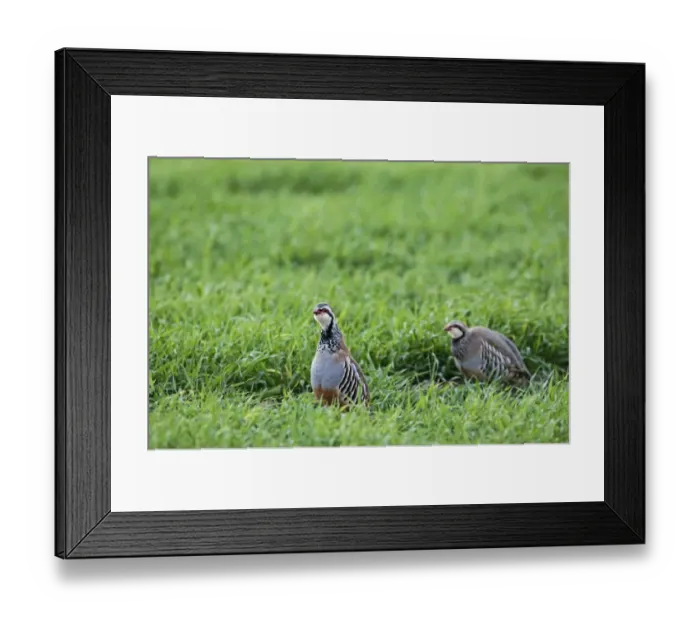 Framed Print : Red-legged Partridge Alectoris rufa Kelling Norfolk April