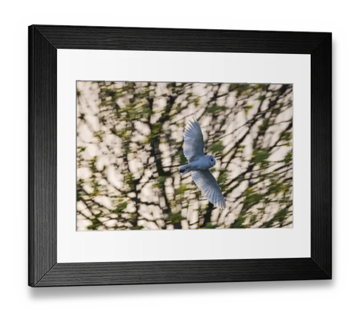 Framed Print : Barn Owl Tyto alba Cley Norfolk April Framed Print : Barn Owl Tyto alba Cley Norfolk April
