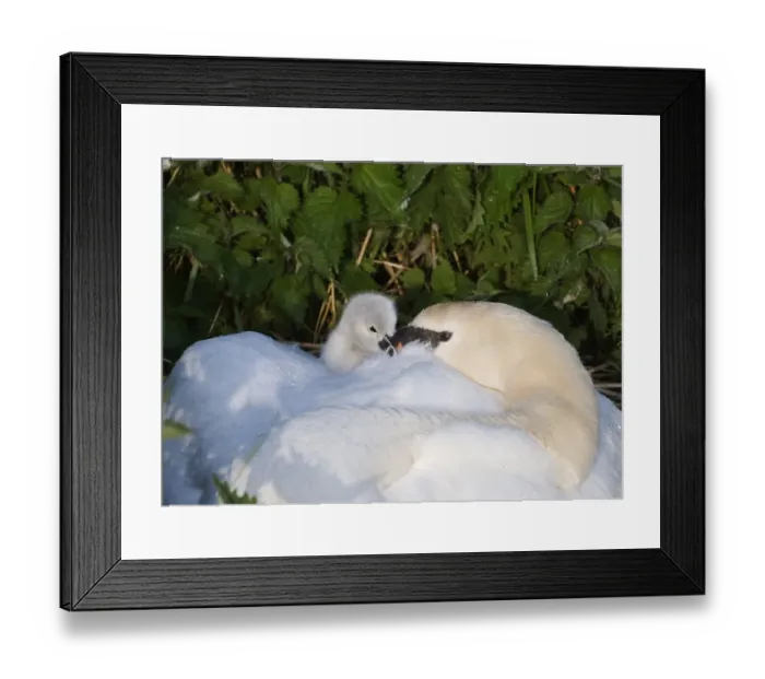 Framed Print : Mute Swan Cygnus olor brooding day old cygnets Cley Norfolk May Framed Print : Mute Swan Cygnus olor brooding day old cygnets Cley Norfolk May