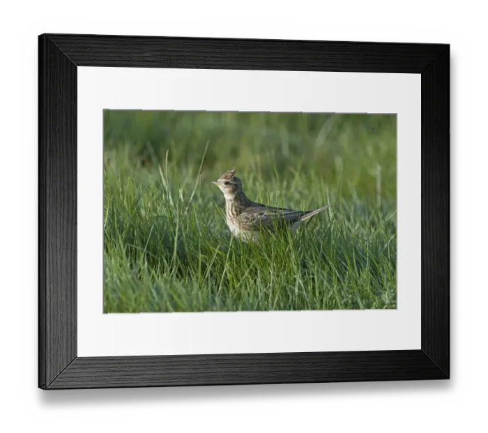 Framed Print : Skylark Alauda arvensis Kelling Norfolk April Framed Print : Skylark Alauda arvensis Kelling Norfolk April