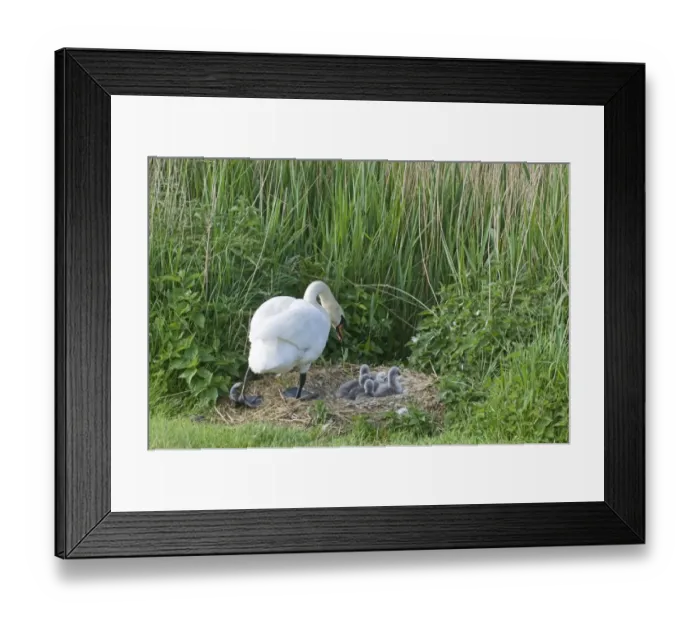 Framed Print : Mute Swan Cygnus olor and day old cygnets Cley Norfolk May Framed Print : Mute Swan Cygnus olor and day old cygnets Cley Norfolk May