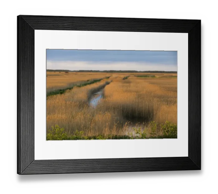 Framed Print : Reedbed on Cley NWT Reserve Norfolk April Framed Print : Reedbed on Cley NWT Reserve Norfolk April