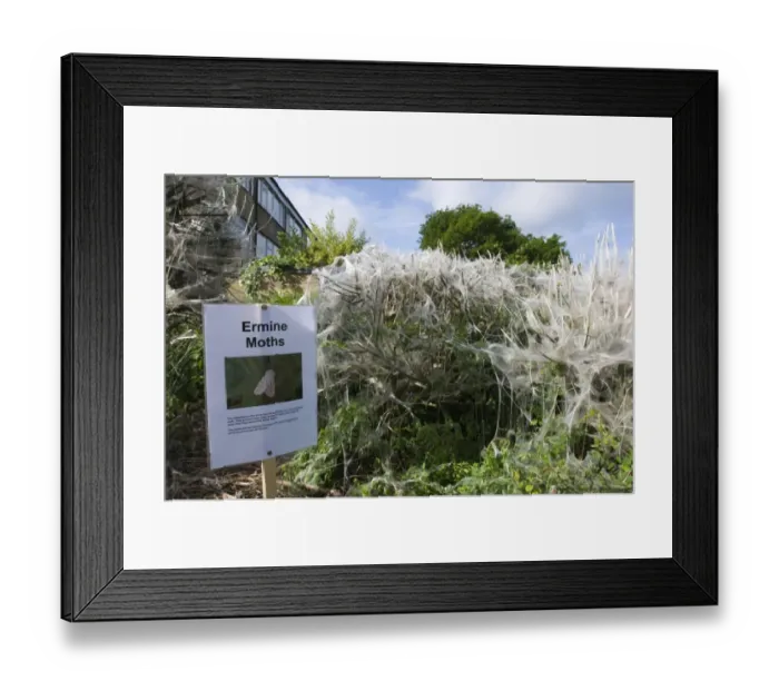 Framed Print : Communal larvae webs of White Ermine Moth Spilosoma lubricipeda on bushes in housing Framed Print : Communal larvae webs of White Ermine Moth Spilosoma lubricipeda on bushes in housing