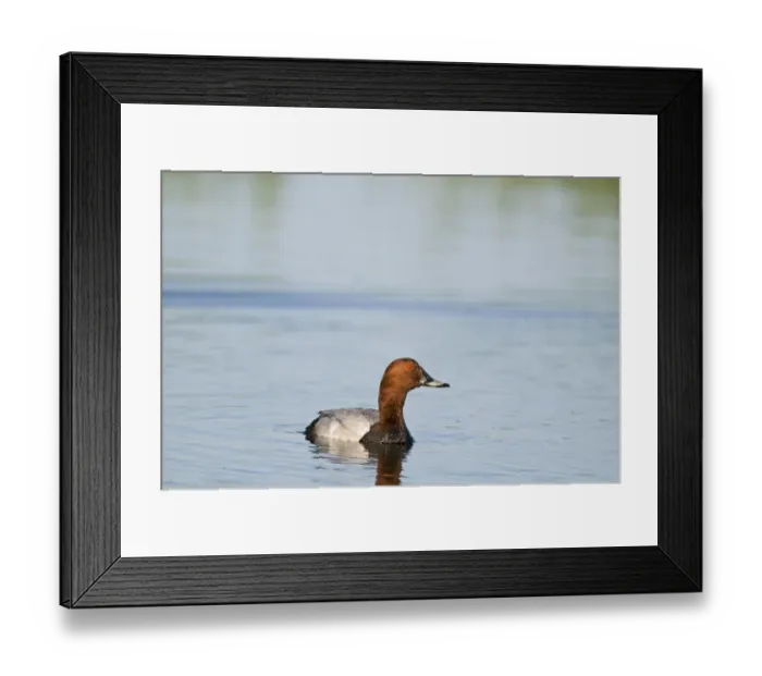 Framed Print : Pochard Aythya ferina male Cley Norfolk May Framed Print : Pochard Aythya ferina male Cley Norfolk May