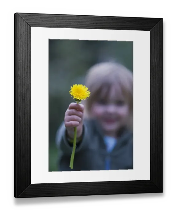 Framed Print : Toddler holding dandelion Norfolk April Framed Print : Toddler holding dandelion Norfolk April
