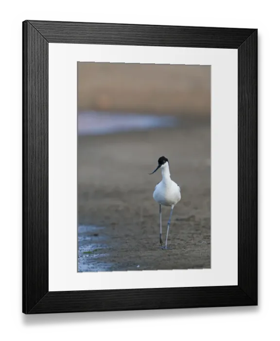 Framed Print : Avocet Recurvirostra avosetta Norfolk UK May Framed Print : Avocet Recurvirostra avosetta Norfolk UK May