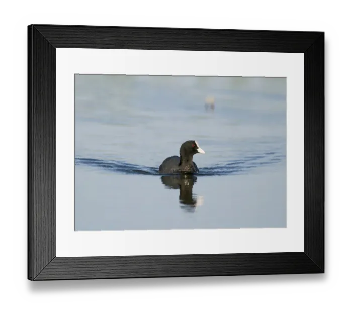 Framed Print : Coot Fulica atra Cley Norfolk May Framed Print : Coot Fulica atra Cley Norfolk May