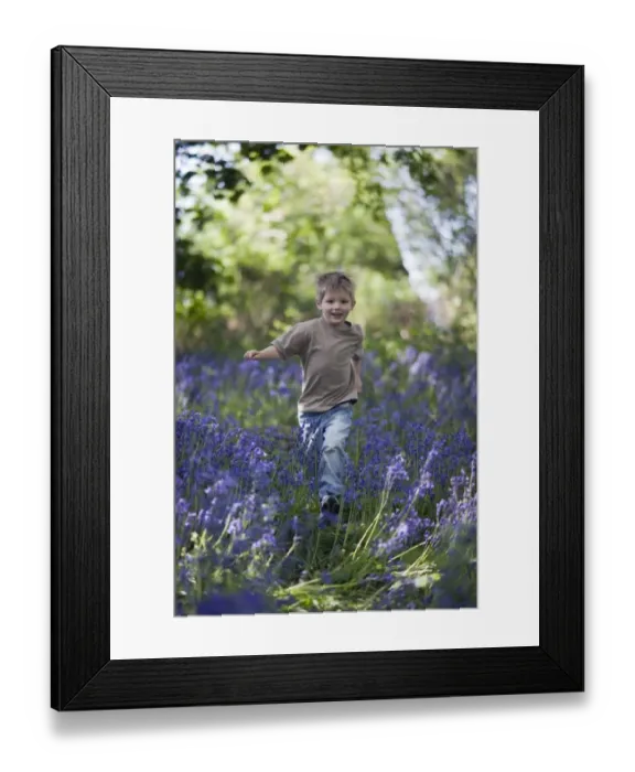 Framed Print : Young boy exploring in Bluebell Wood Norfolk May Framed Print : Young boy exploring in Bluebell Wood Norfolk May