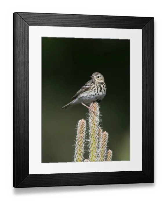 Framed Print : Tree Pipit Anthus trivialis Brecks Norfolk May Framed Print : Tree Pipit Anthus trivialis Brecks Norfolk May