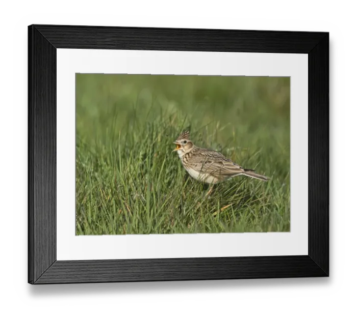 Framed Print : Skylark Alauda arvensis in song Kelling Norfolk April