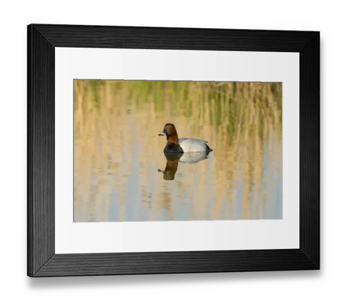 Framed Print : Pochard Aythya ferina male Cley April Framed Print : Pochard Aythya ferina male Cley April