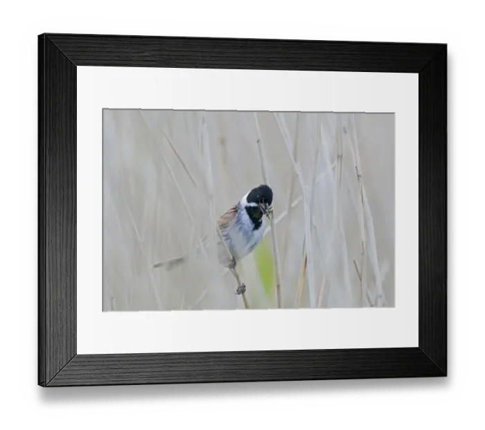 Framed Print : Reed Bunting Emberiza schoeniclus male with food for young Cley Norfolk May Framed Print : Reed Bunting Emberiza schoeniclus male with food for young Cley Norfolk May