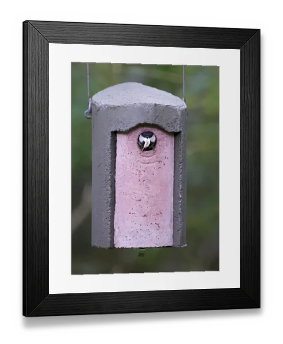 Framed Print : Great Tit Parus major emerging from nest box carrying foecal sac Norfolk June Framed Print : Great Tit Parus major emerging from nest box carrying foecal sac Norfolk June