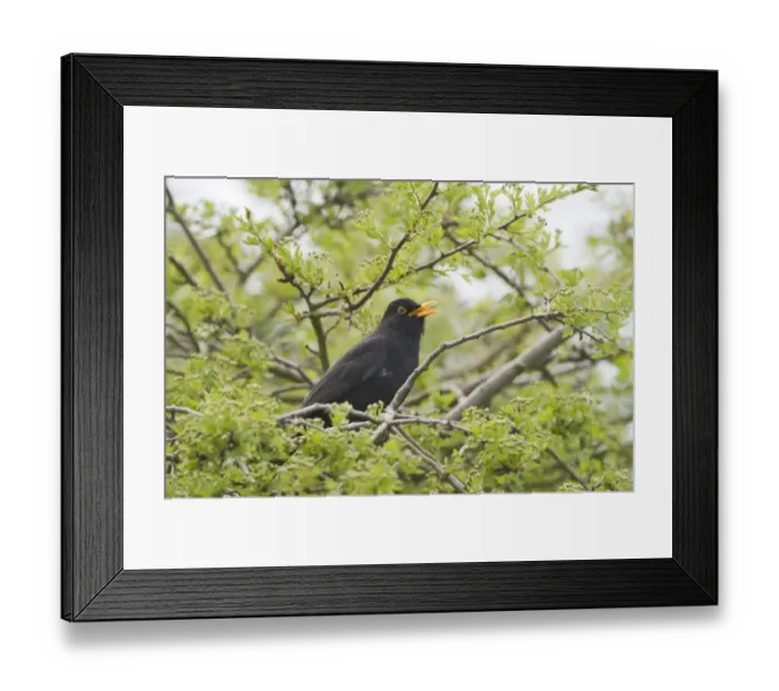 Framed Print : Blackbird Turdus merula male in song Norfolk April Framed Print : Blackbird Turdus merula male in song Norfolk April