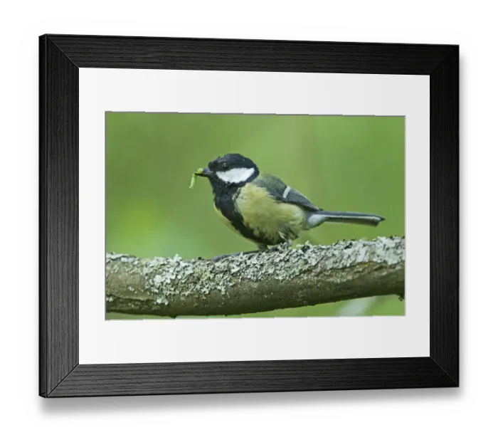 Framed Print : Great Tit Parus major taking caterpillar back to nest Norfolk June