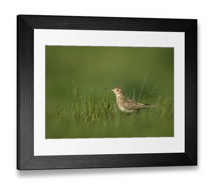 Framed Print : Skylark Alauda arvensis Kelling Norfolk April Framed Print : Skylark Alauda arvensis Kelling Norfolk April