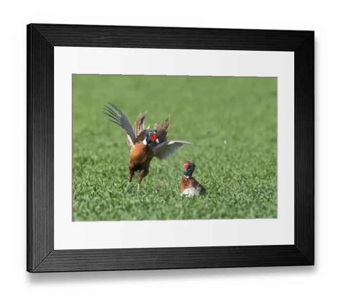 Framed Print : Pheasant Phasianus colchius males fighting Norfolk April Framed Print : Pheasant Phasianus colchius males fighting Norfolk April