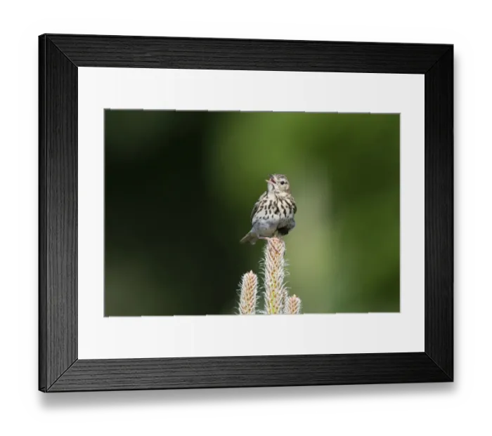 Framed Print : Tree Pipit Anthus trivialis in song Brecks Norfolk May Framed Print : Tree Pipit Anthus trivialis in song Brecks Norfolk May