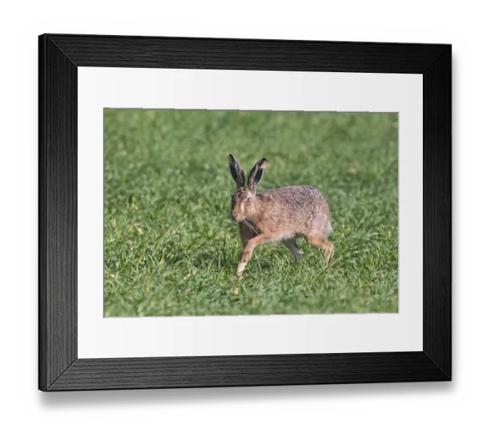Framed Print : Brown Hare Lepus europaeus Norfolk April Framed Print : Brown Hare Lepus europaeus Norfolk April