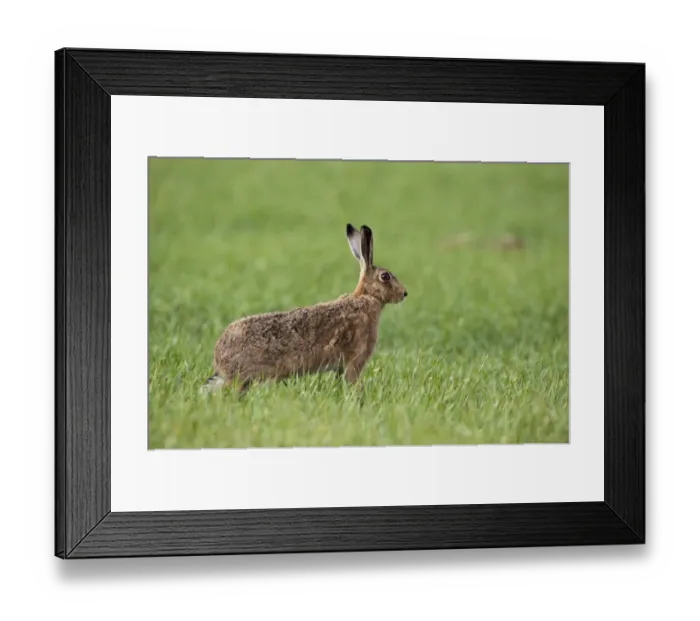 Framed Print : Brown Hare Lepus europaeus Kelling Norfolk April Framed Print : Brown Hare Lepus europaeus Kelling Norfolk April