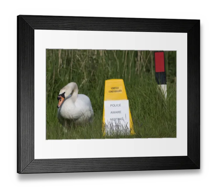 Framed Print : Sign to motorists to slow due to Mute Swan nest on roadside verge Cley Norfolk May Framed Print : Sign to motorists to slow due to Mute Swan nest on roadside verge Cley Norfolk May