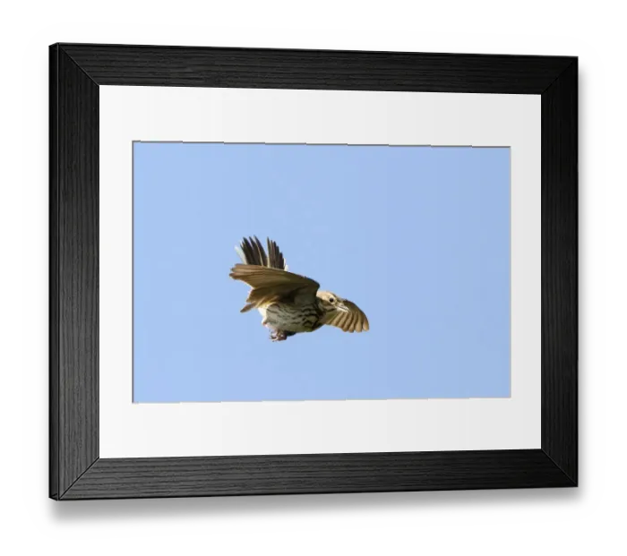 Framed Print : Tree Pipit Anthus trivialis in song flight Brecks Norfolk May Framed Print : Tree Pipit Anthus trivialis in song flight Brecks Norfolk May