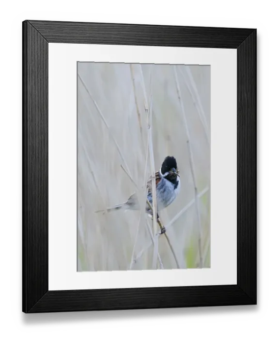 Framed Print : Reed Bunting Emberiza schoeniclus male with food for young Cley Norfolk May Framed Print : Reed Bunting Emberiza schoeniclus male with food for young Cley Norfolk May