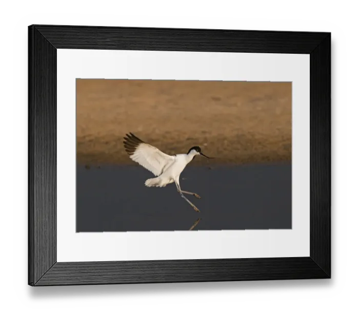 Framed Print : Avocet Recurvirostra avosetta Norfolk May Framed Print : Avocet Recurvirostra avosetta Norfolk May