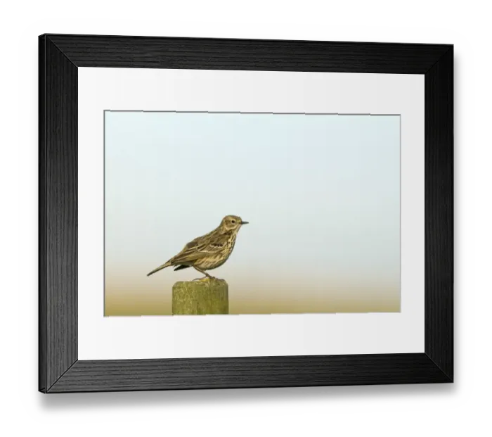 Framed Print : Meadow Pipit Anthus pratensis Norfolk May Framed Print : Meadow Pipit Anthus pratensis Norfolk May